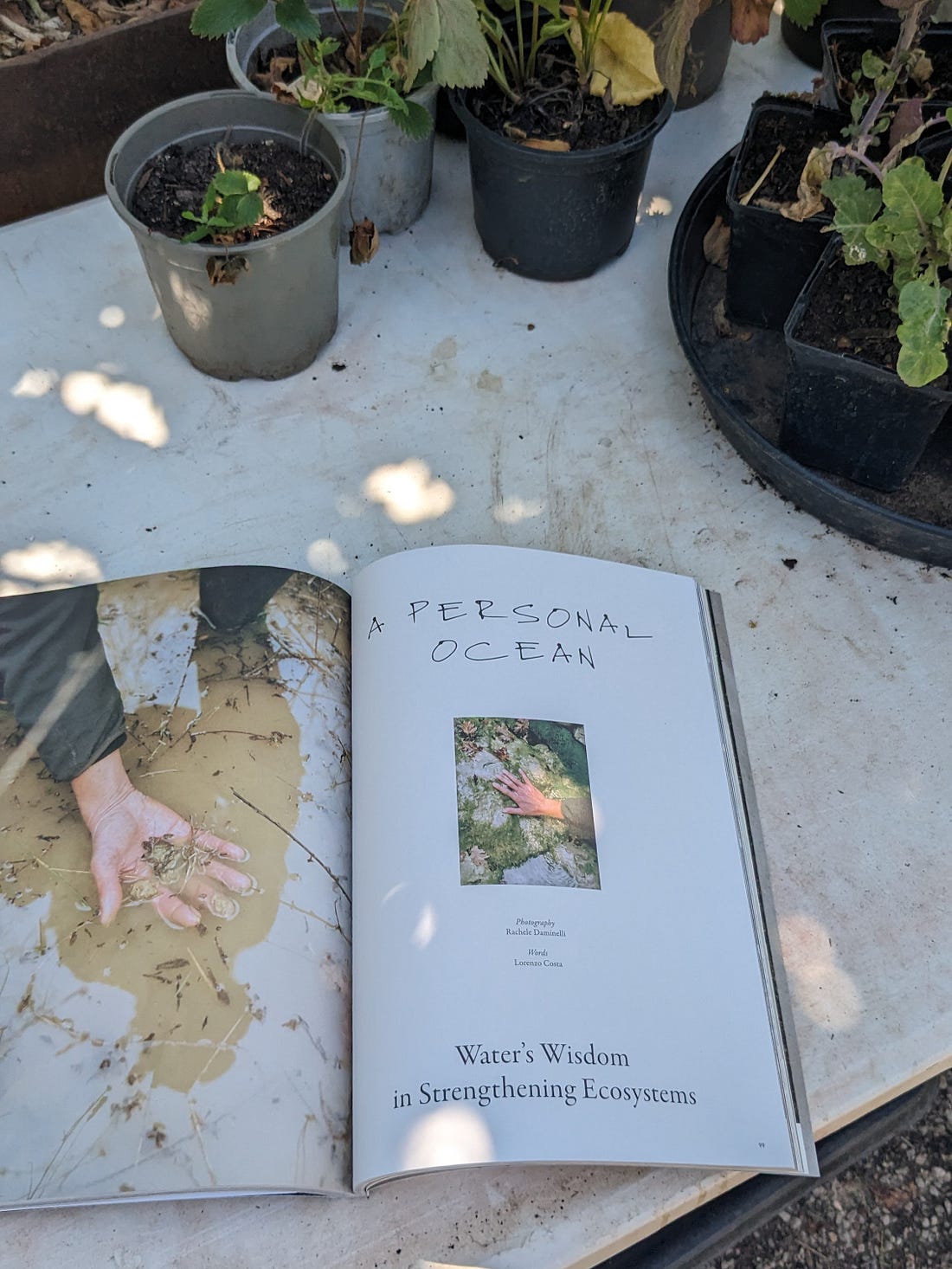 The Lissome #5: Rise Up Rooted, Like Trees