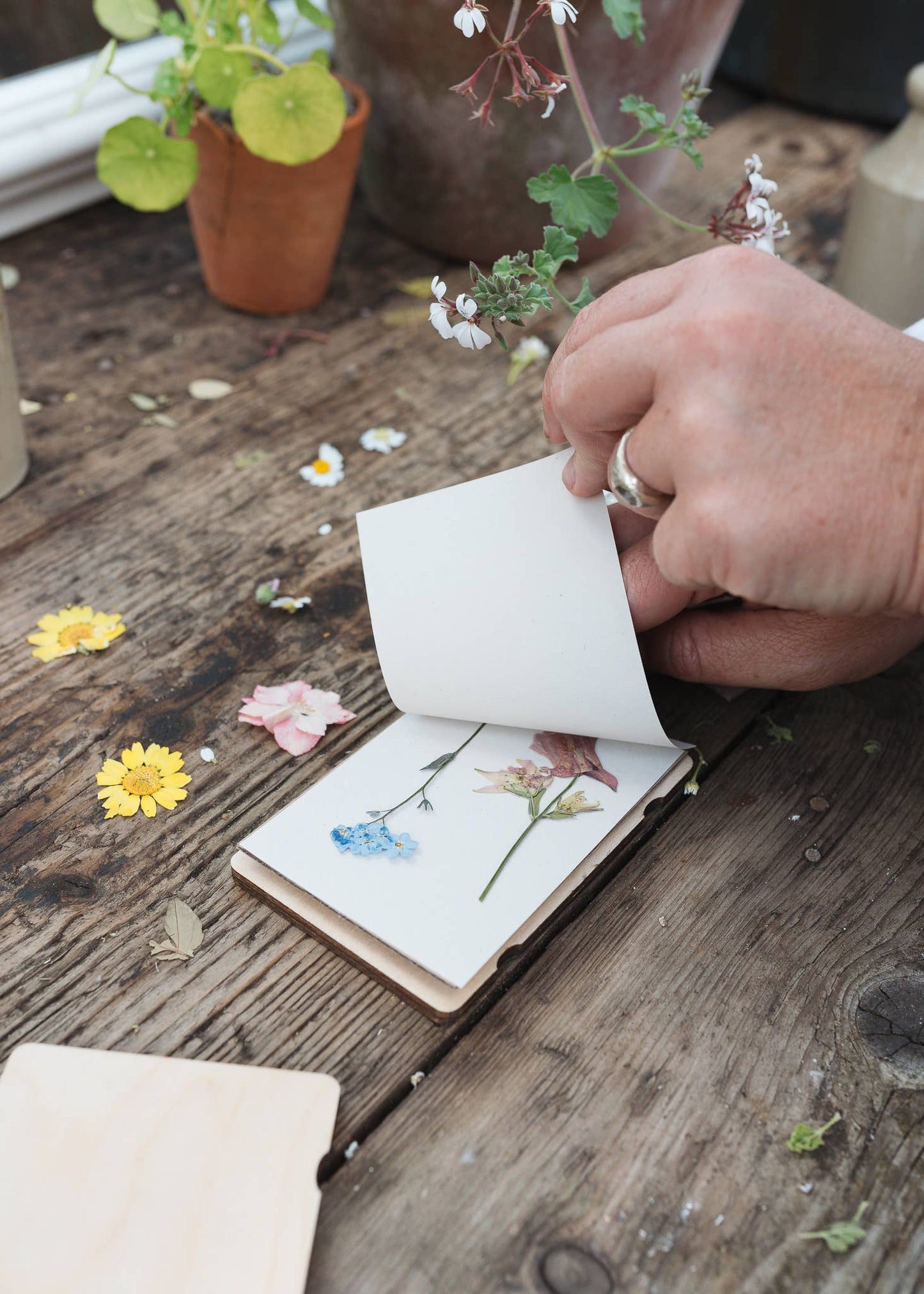 Blomsterpresse i lommeformat - kornblomst