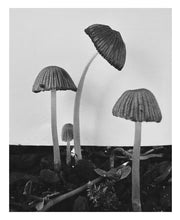 Fruiting Bodies